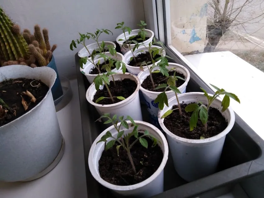 правила ухода за рассадой