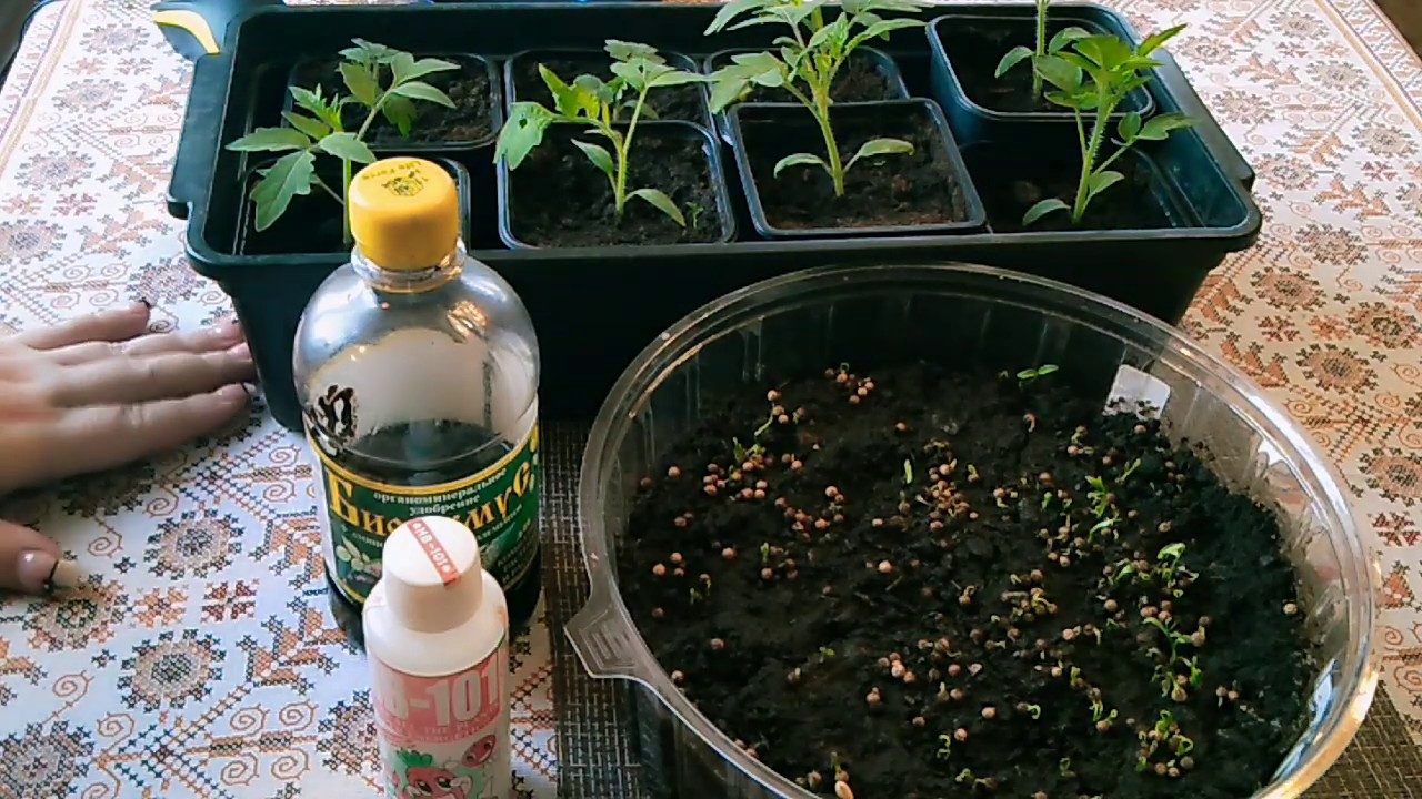 как подкормить рассаду томатов