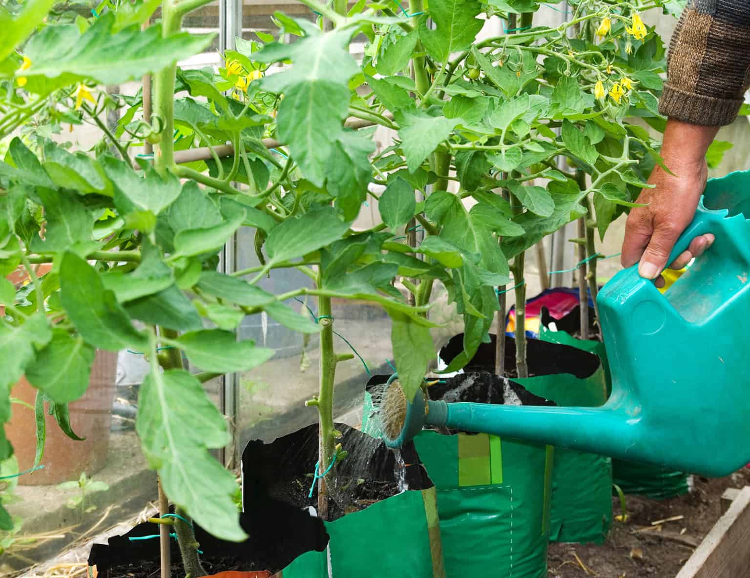 Дрожжевая подкормка для рассады томатов: как правильно сделать в домашнихусловиях