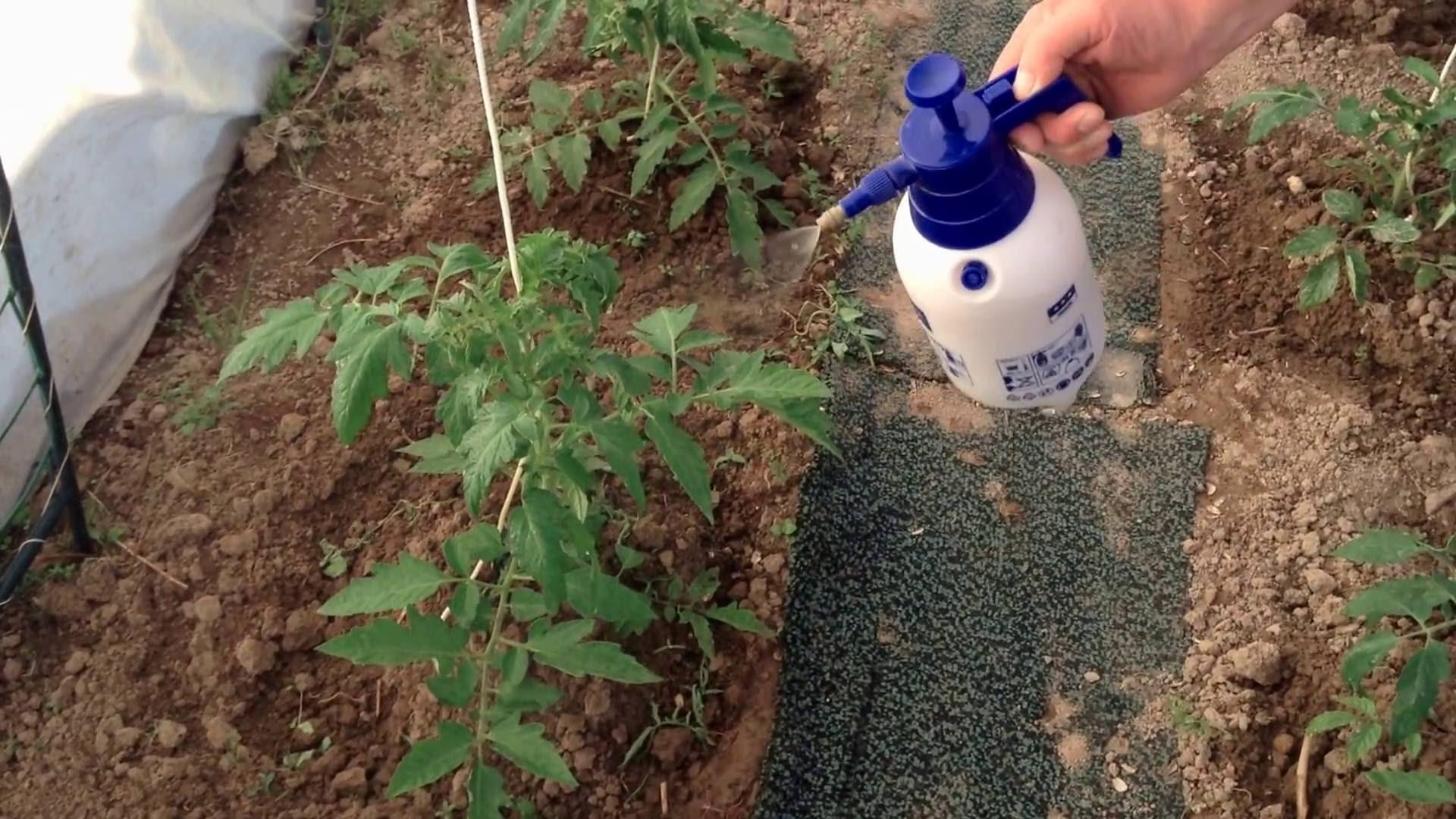 Йод для подкормки рассады помидор: как полить после пикировки, пропорции