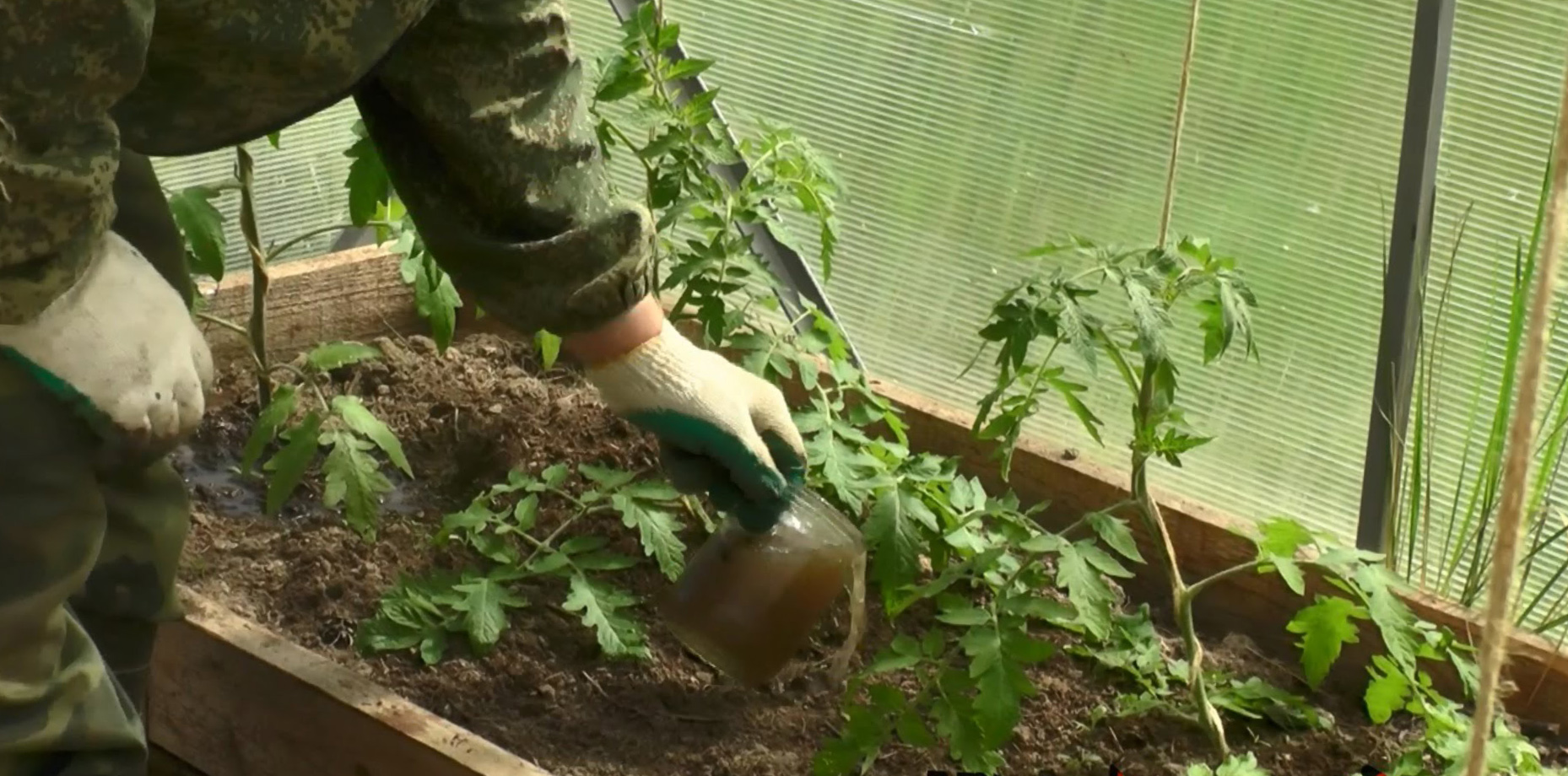 полив рассады томатов луковой шелухой