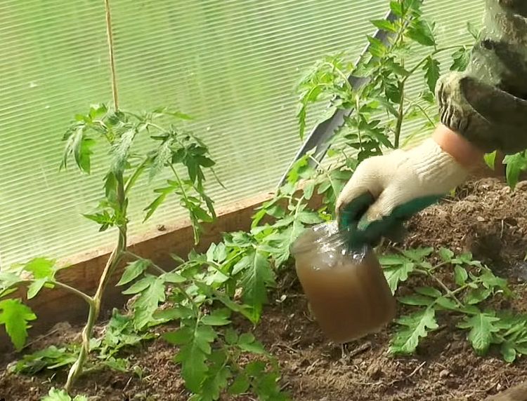правила подкормки помидорной рассады