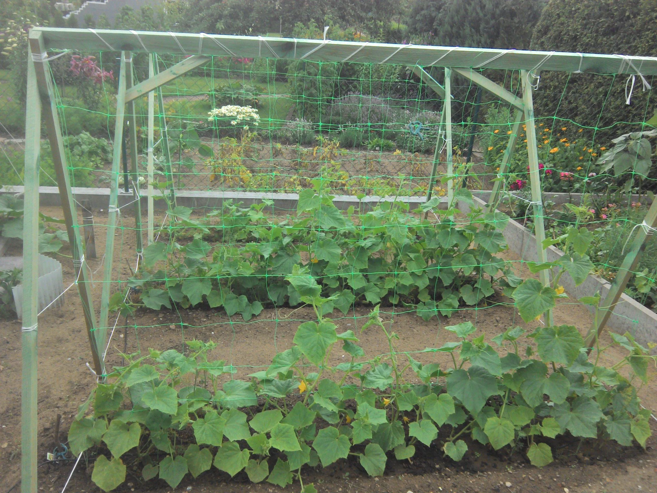 вертикальная сетка для огурцов