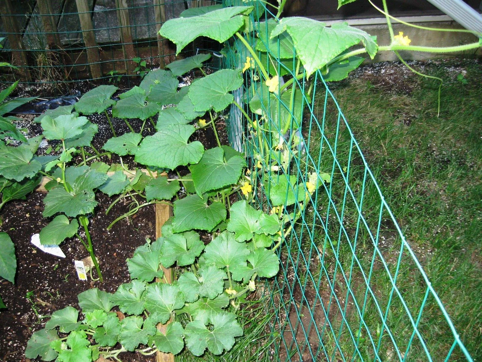 горизонтальная сетка для огурцов