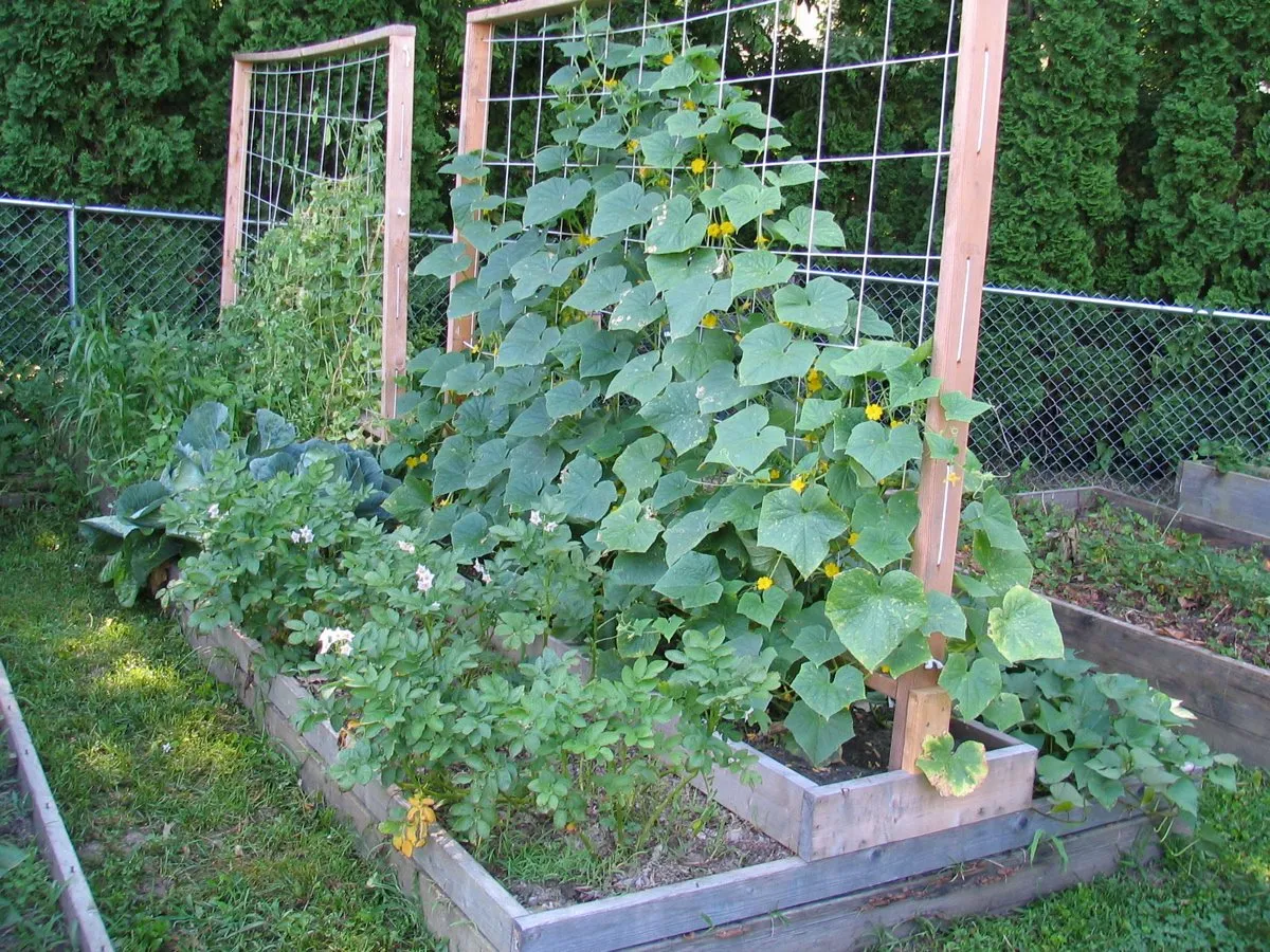 гибридная подвязка огурцов