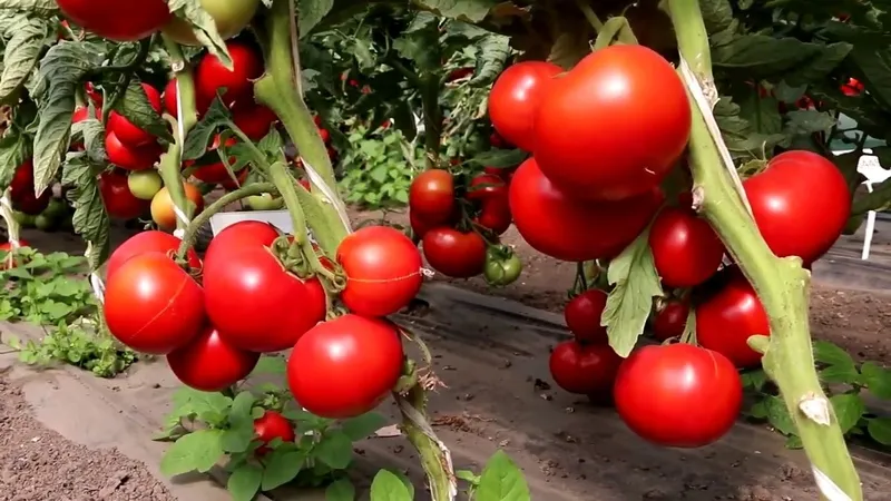 томат Большая мамочка