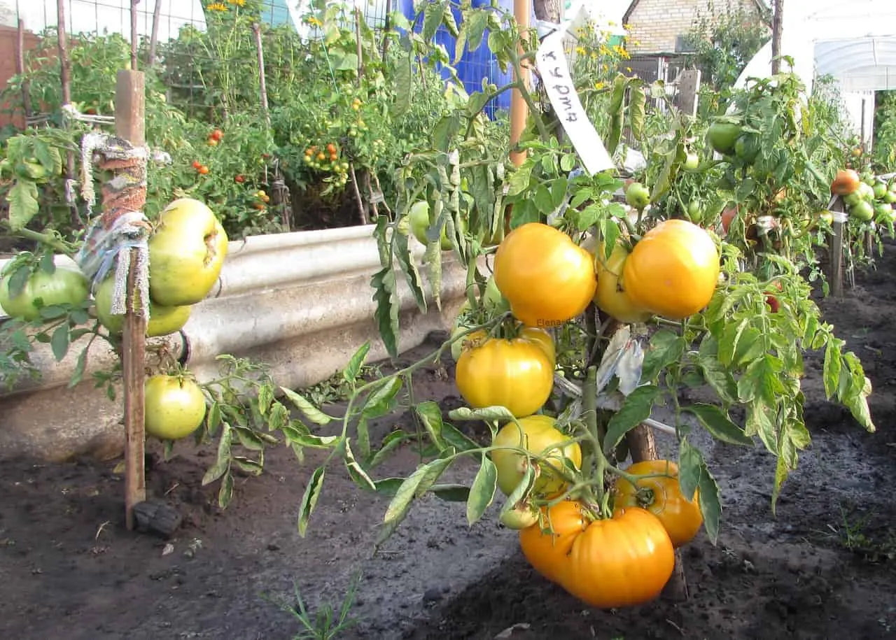 Помидоры сорт Хурма - описание и характеристики