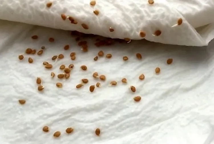 проращивание семян томатов