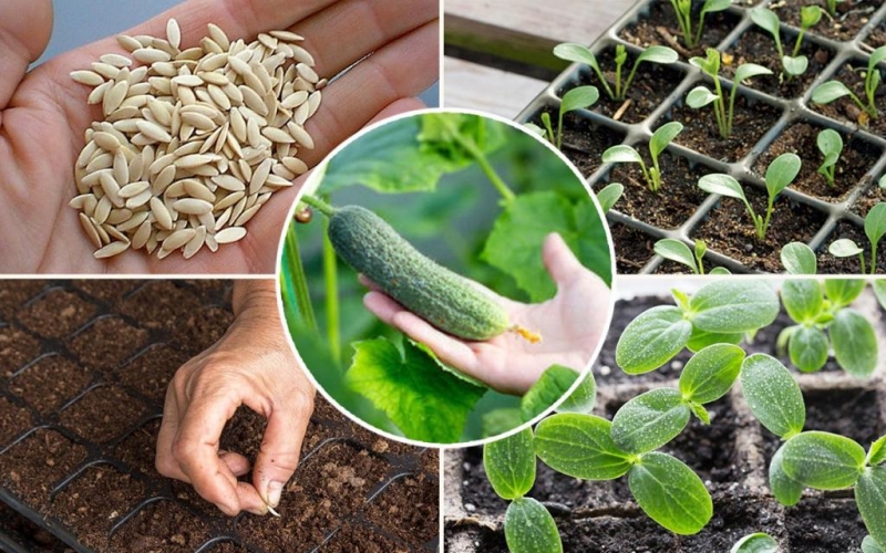 как посадить семена огурцов