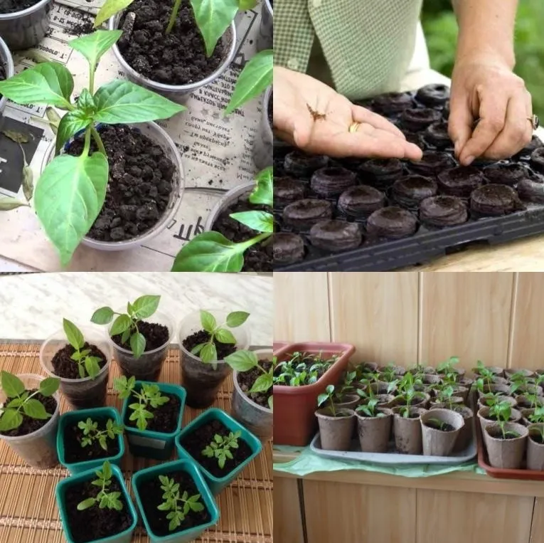 посадка семян томата в контейнеры