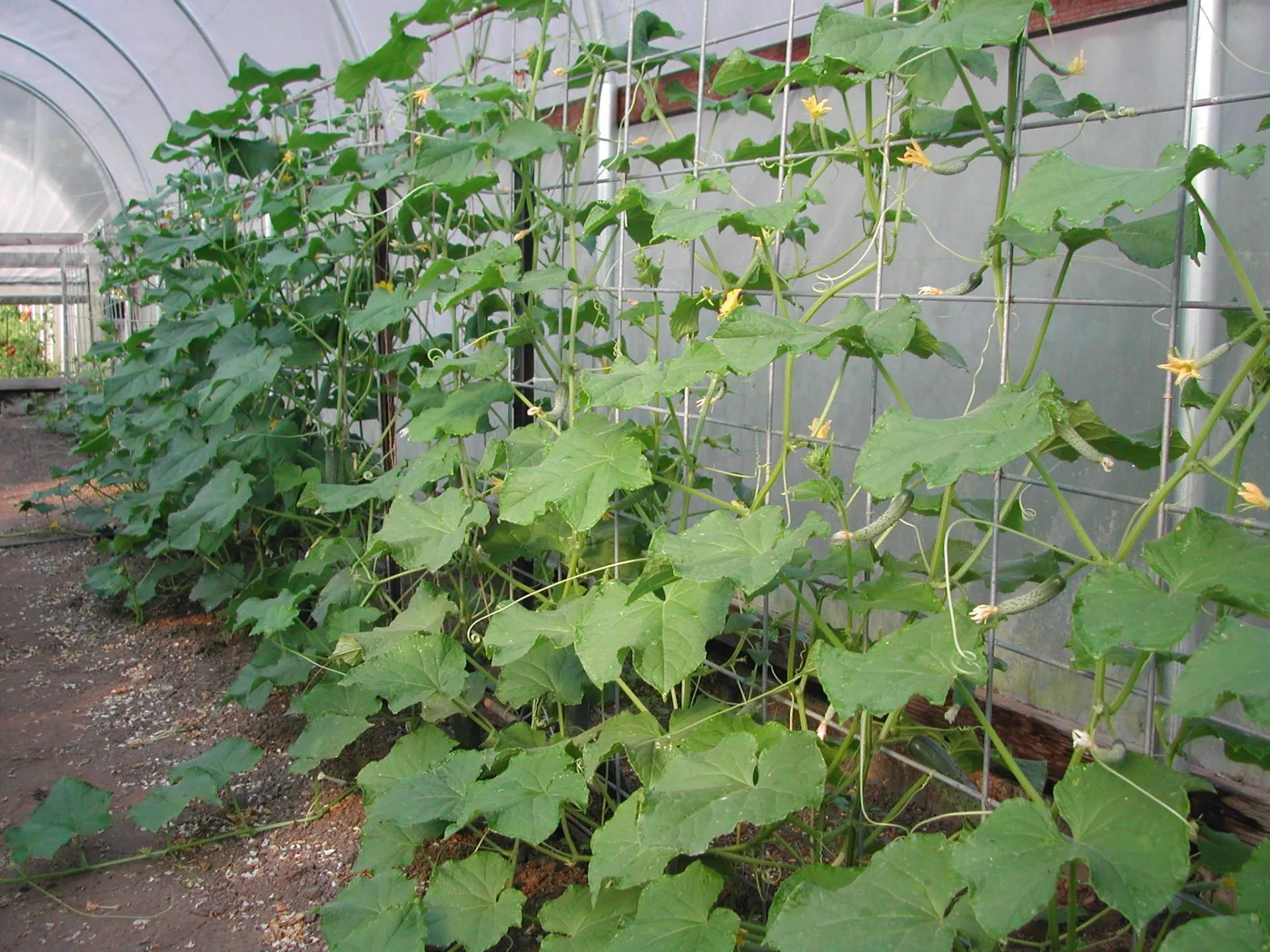 комбинированная подвязка огурцов