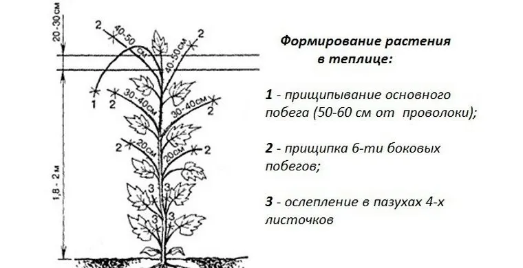 прищипка огурцов в теплице