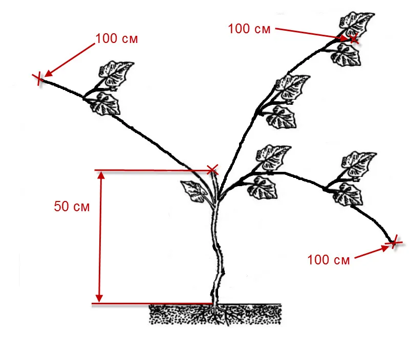 прищипка огурцов в открытом грунте