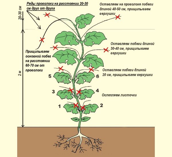 Схема посадки фасоли в открытый грунт