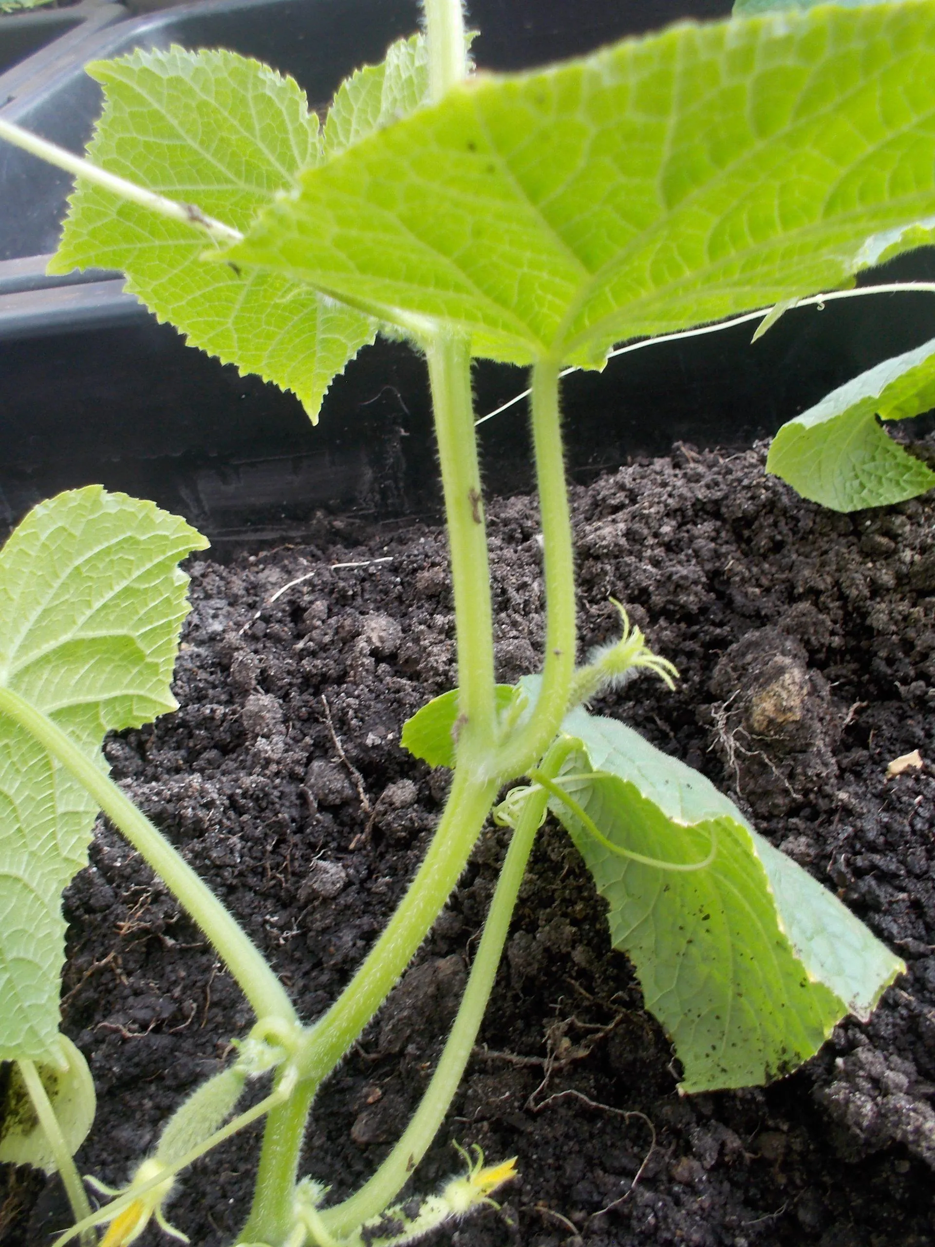 высадка огурцов в теплицу