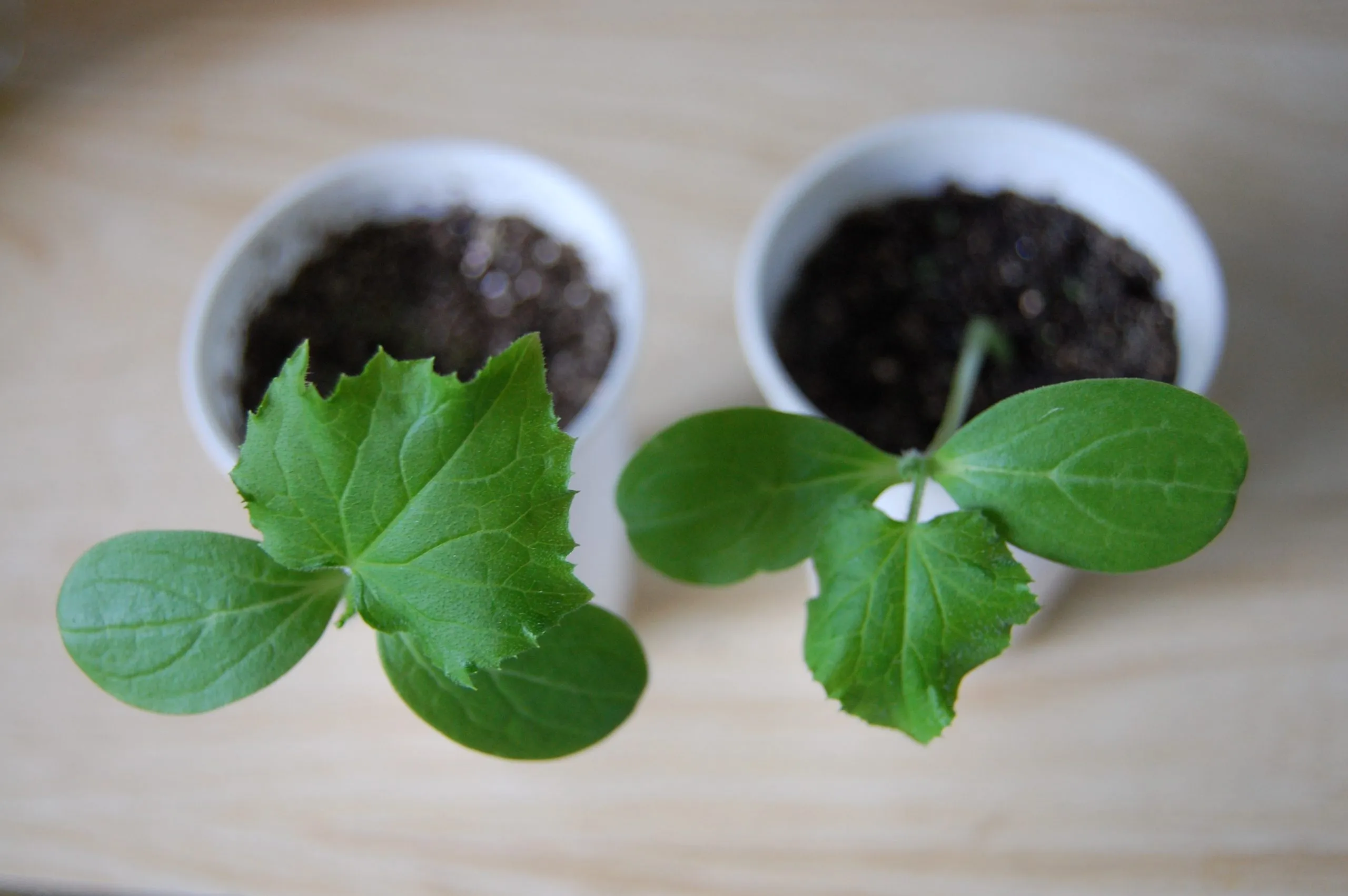 пересадка рассады огурцов