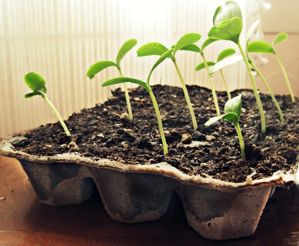 досыпание земли в горшок