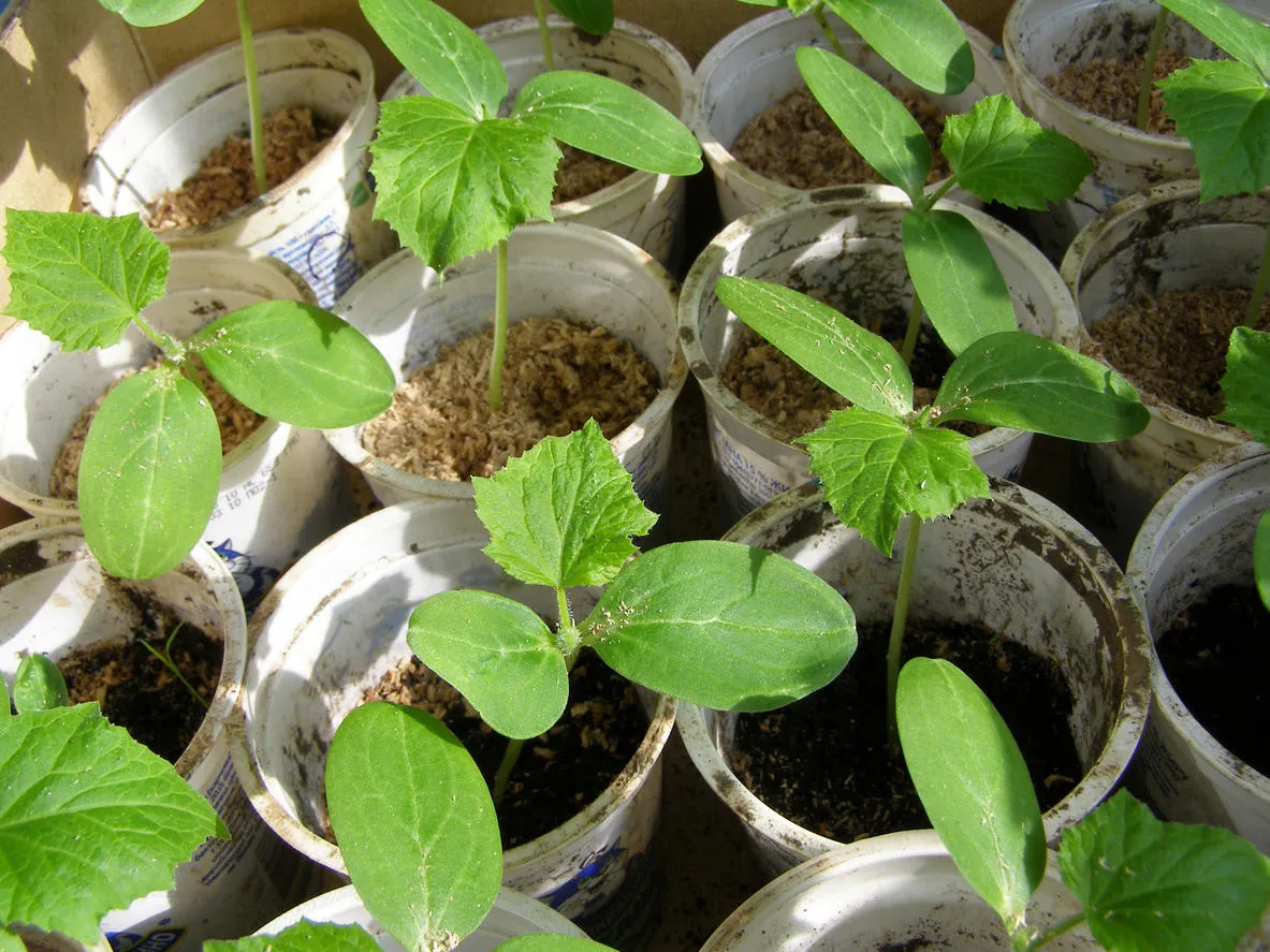 освещение рассады огурцов