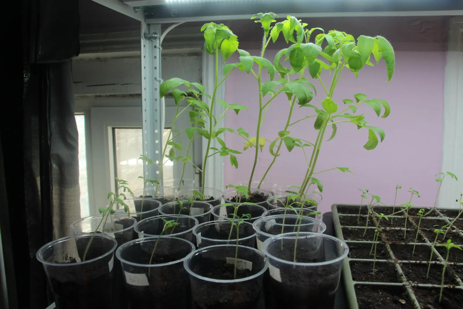 вытянулась рассада томатов