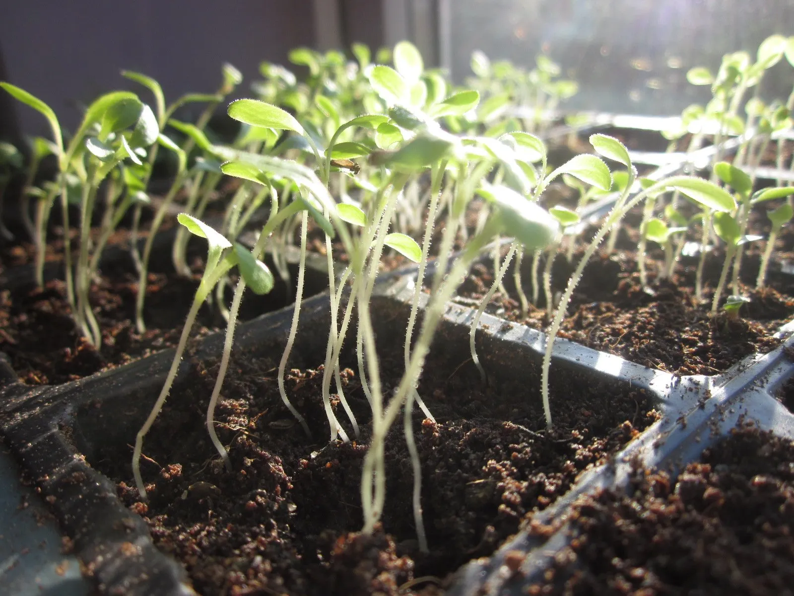 причины вытягивания рассады томатов