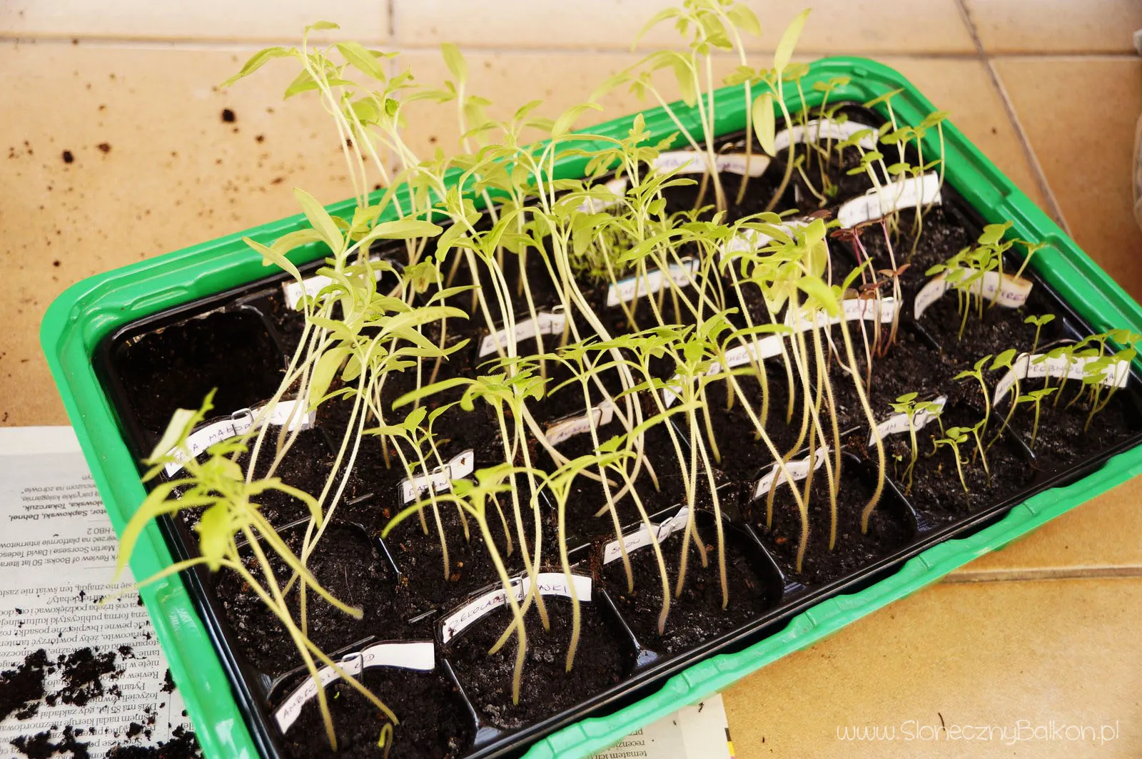 неправильный полив рассады