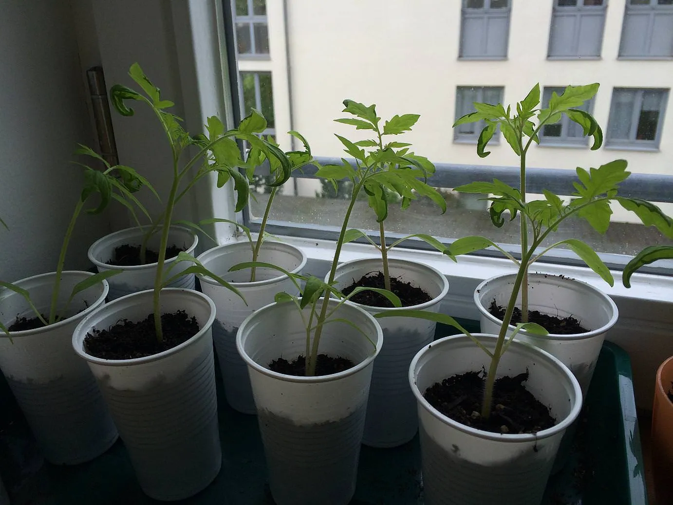 неподходящая емкость для рассады