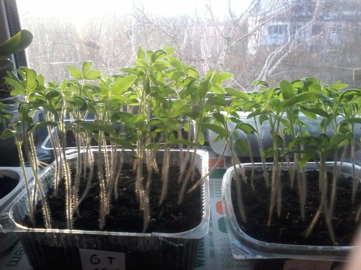 вирусное заболевание рассады