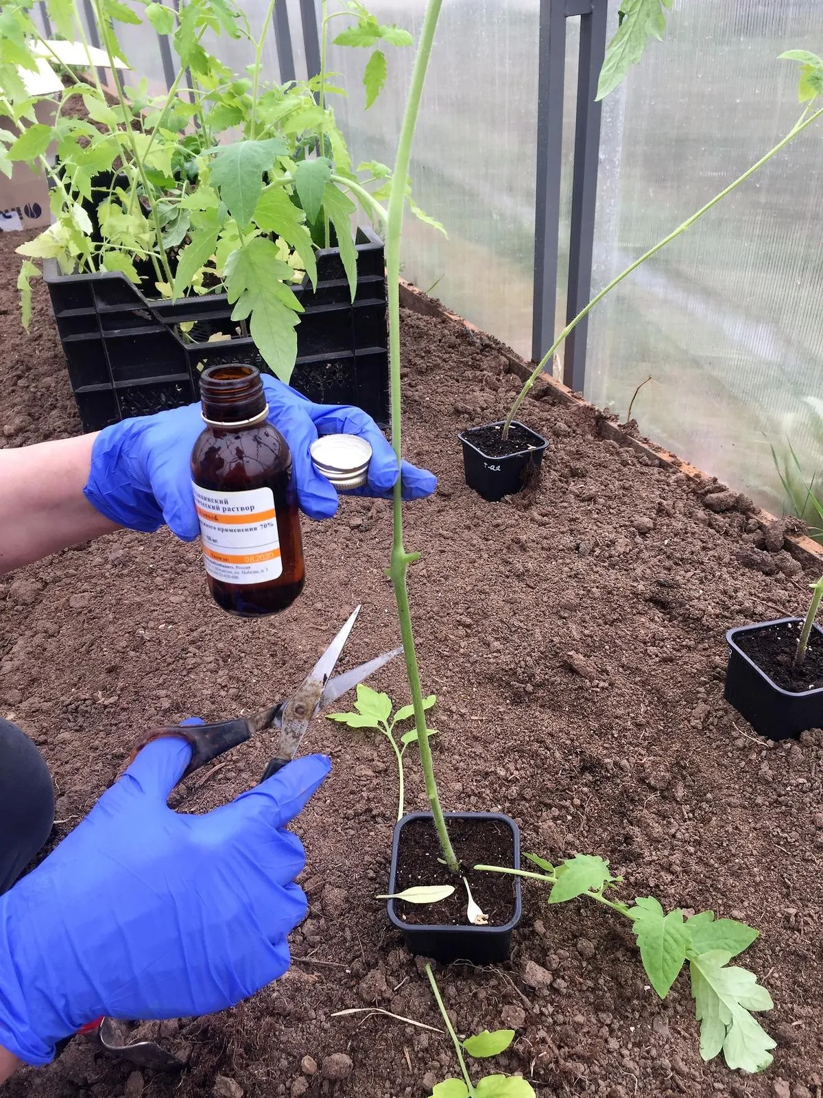 обрезка точки роста помидор