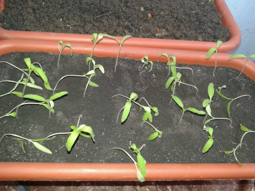 гибнет рассада помидор