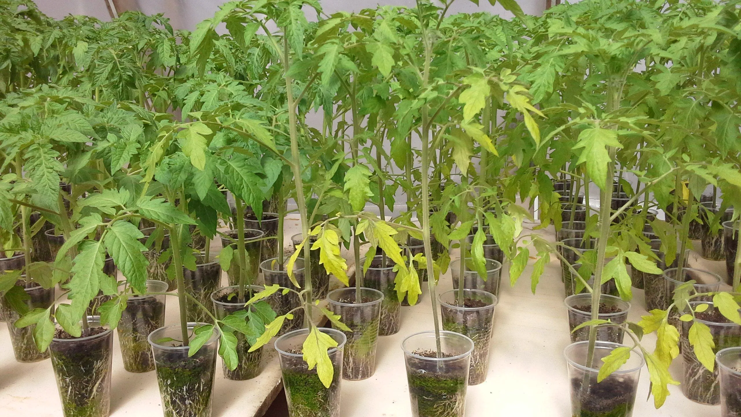 неправильный уход за рассадой