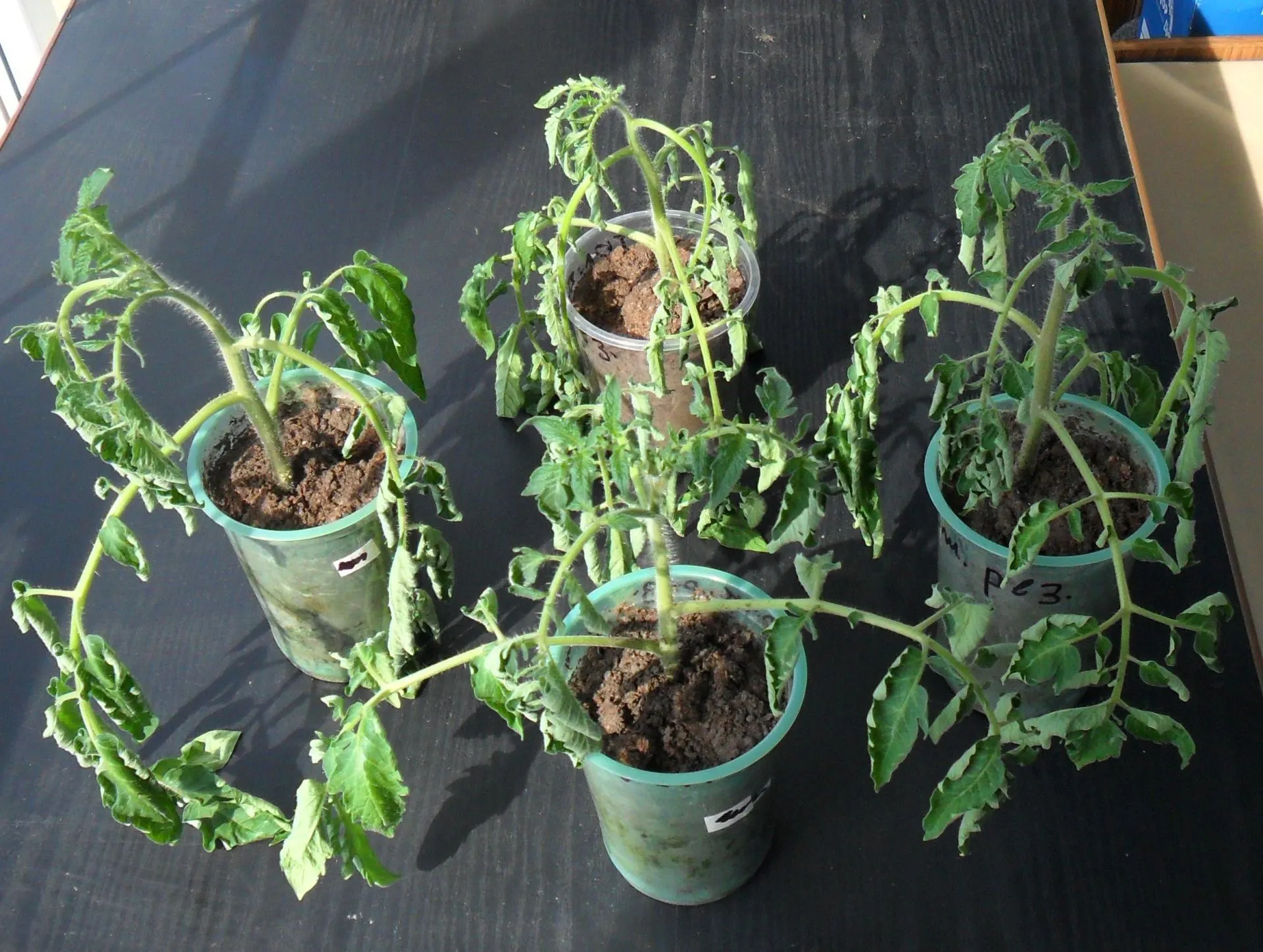 причины гибели рассады томата