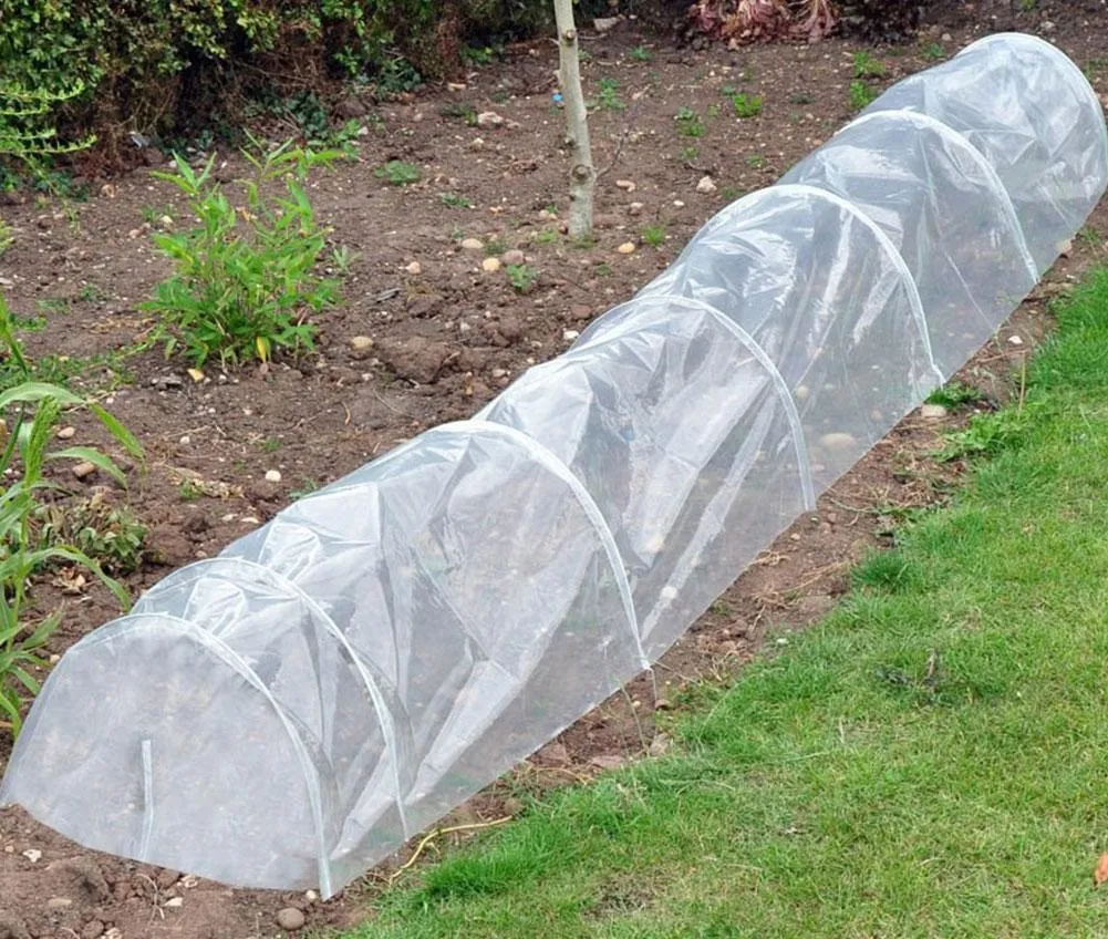 укрыть рассаду томатов