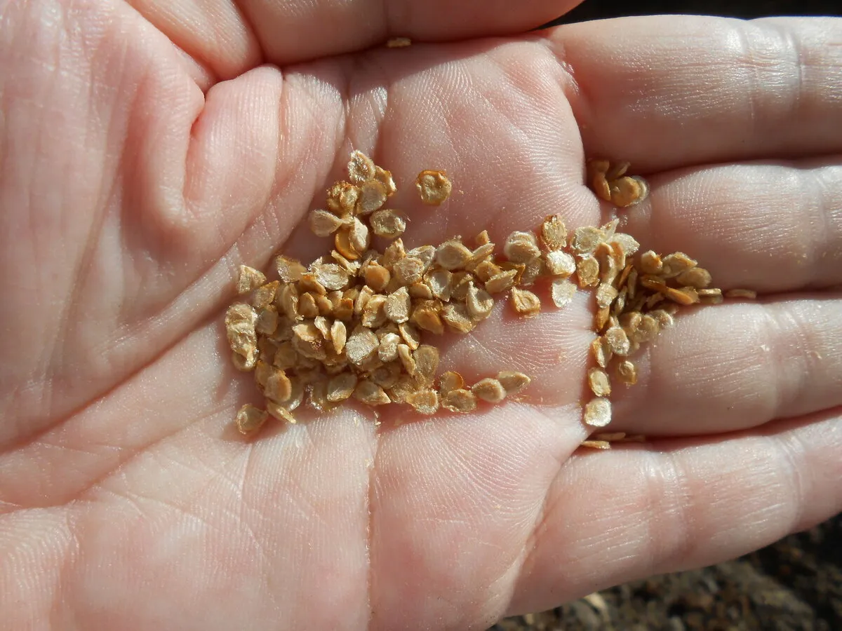 семена помидоров