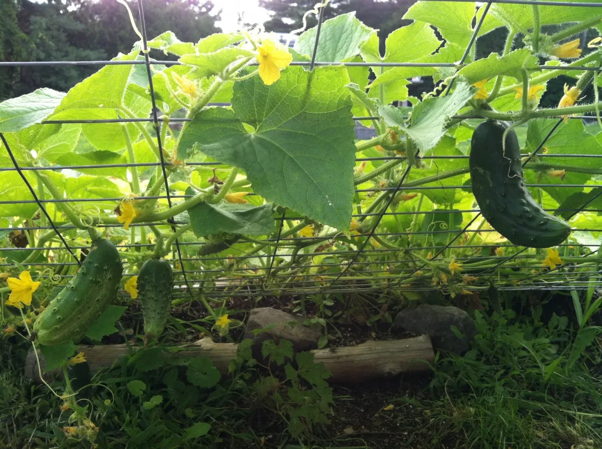 способы изготовления шпалер