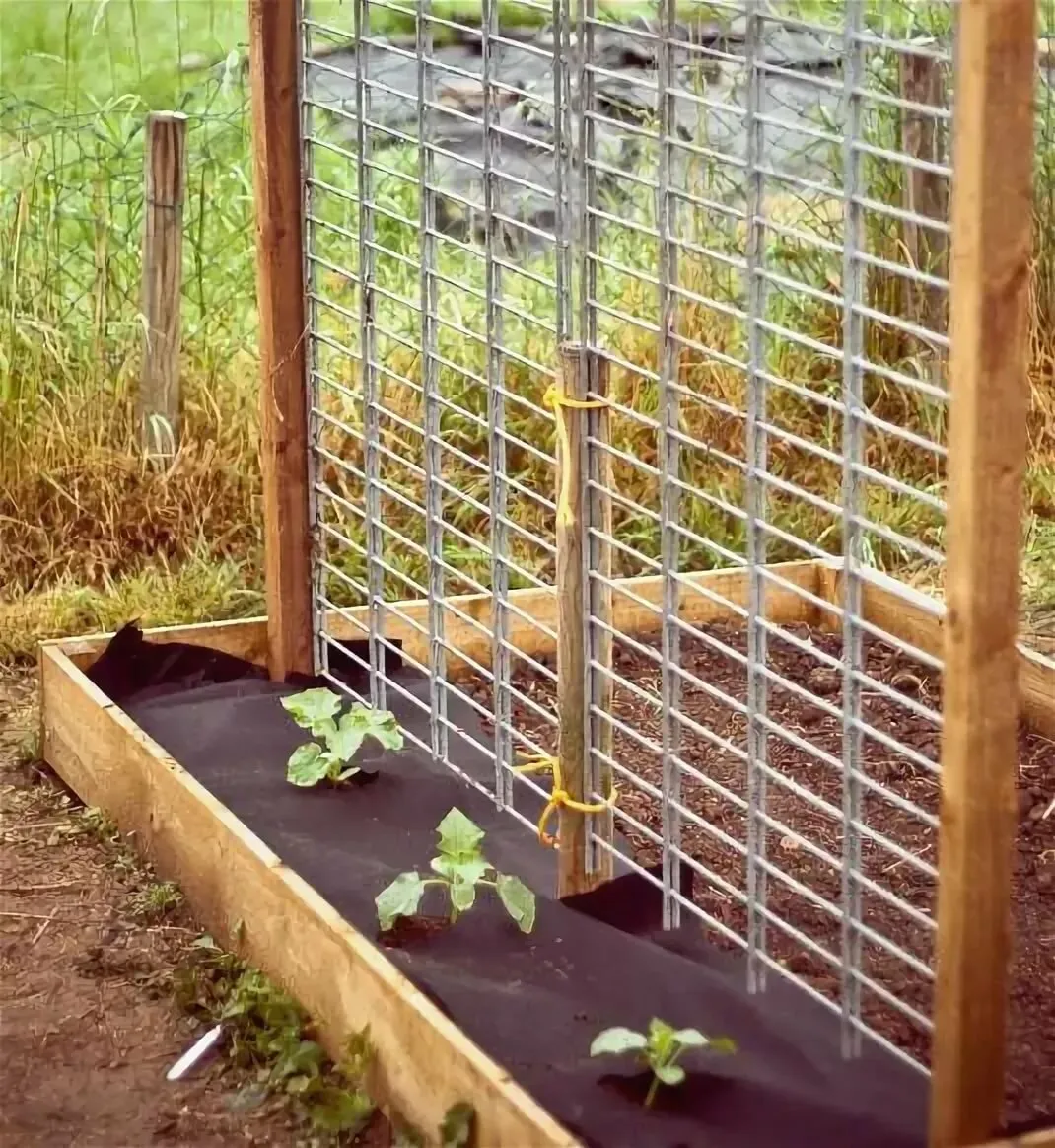 металлическая решетка для огурцов