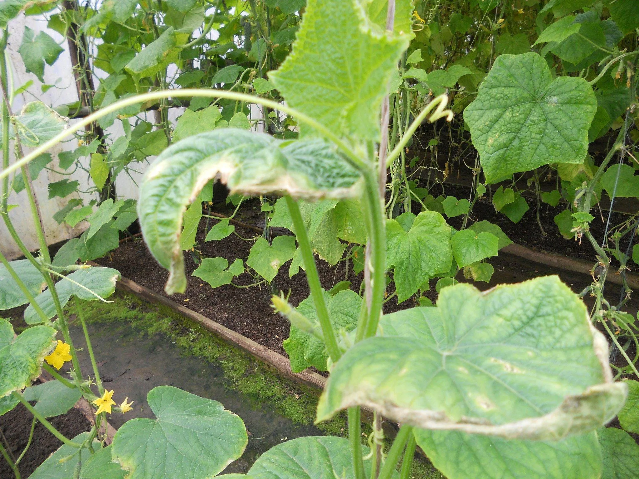 уход за огурцами