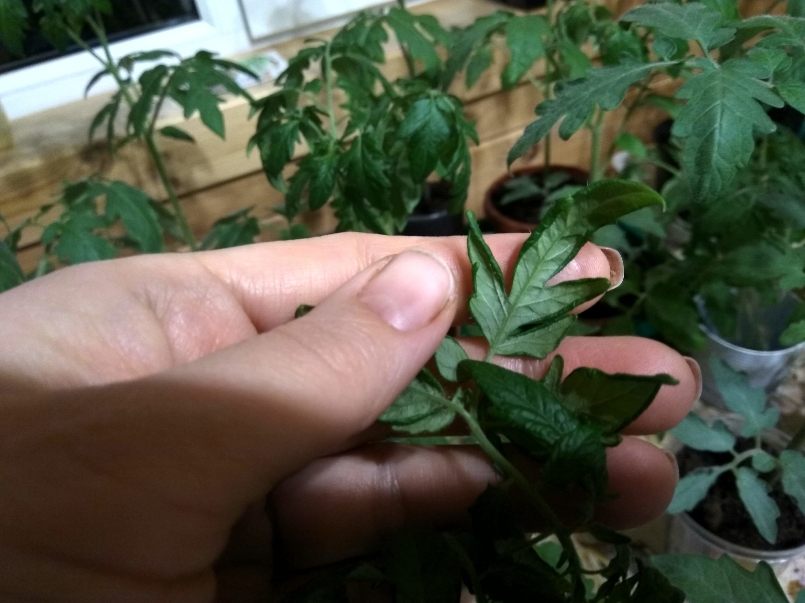 скручиваются листочки у томата