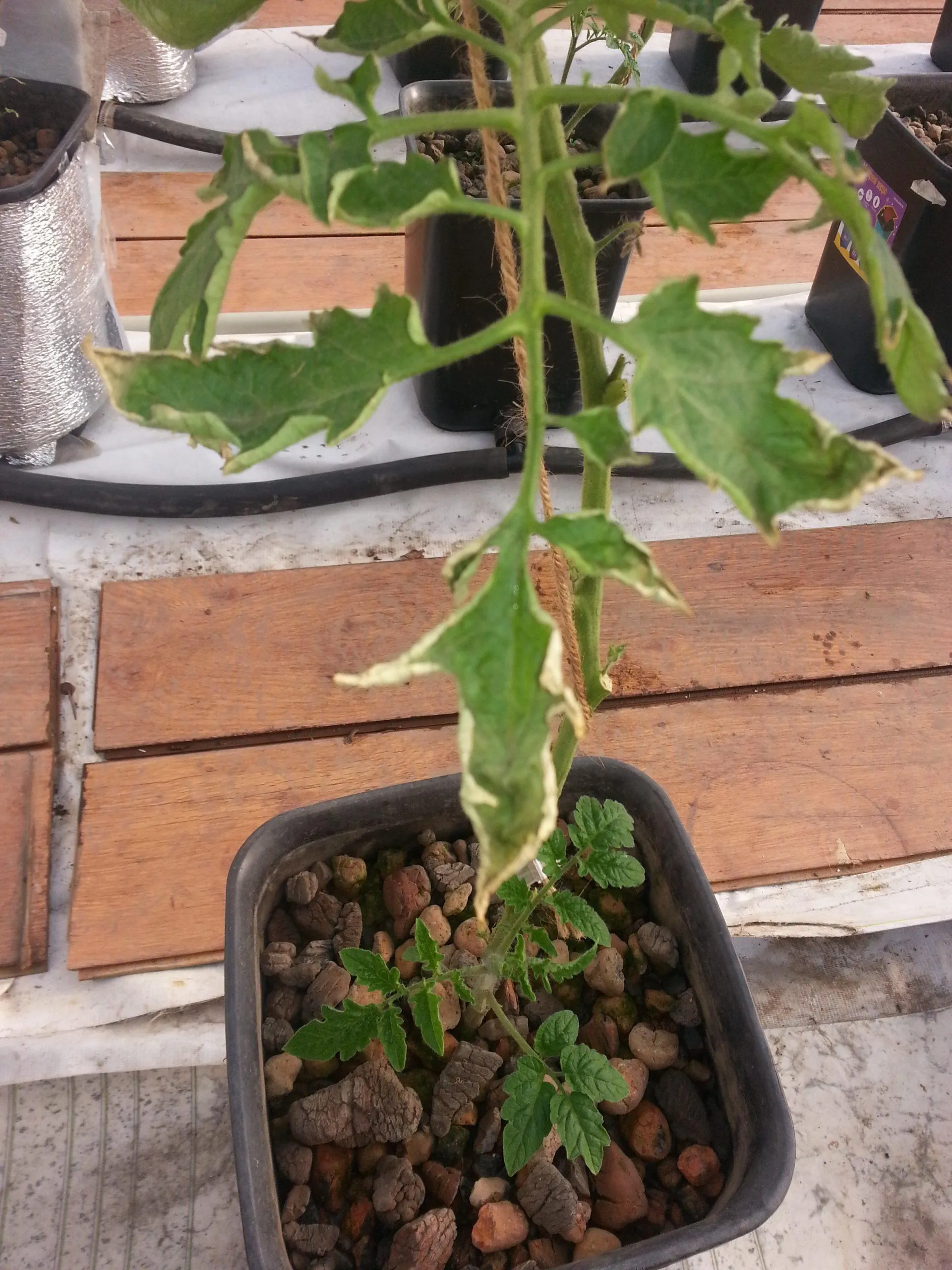 профилактика увядания томатов