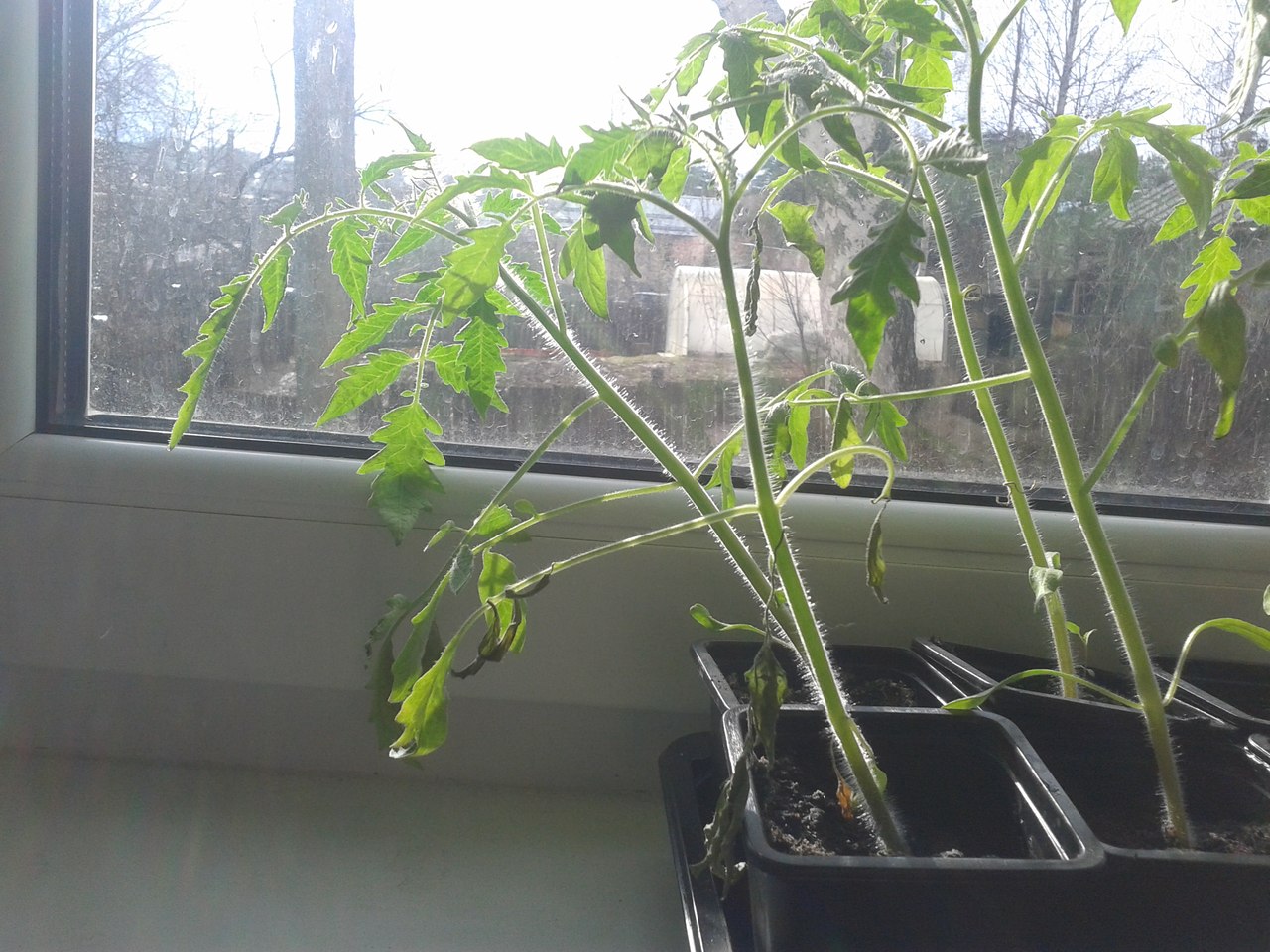sohnut listya u rassady pomidorov 4