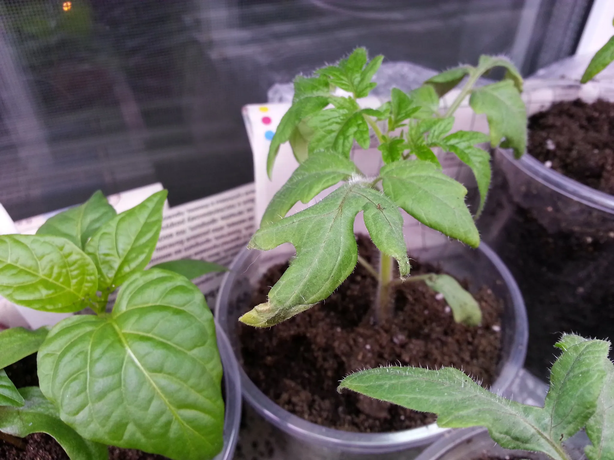 лечение засохших томатов