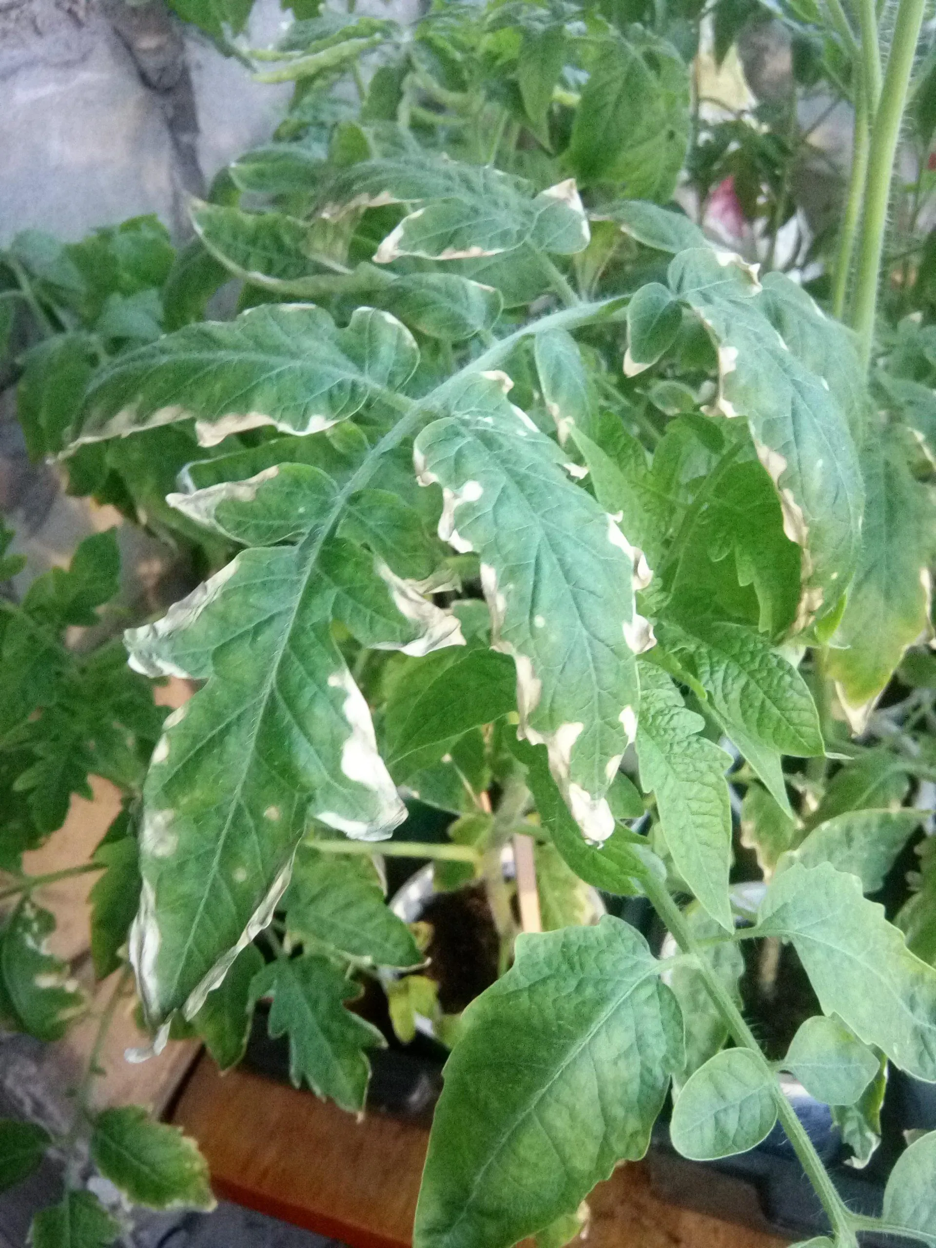 уход за рассадой томатов