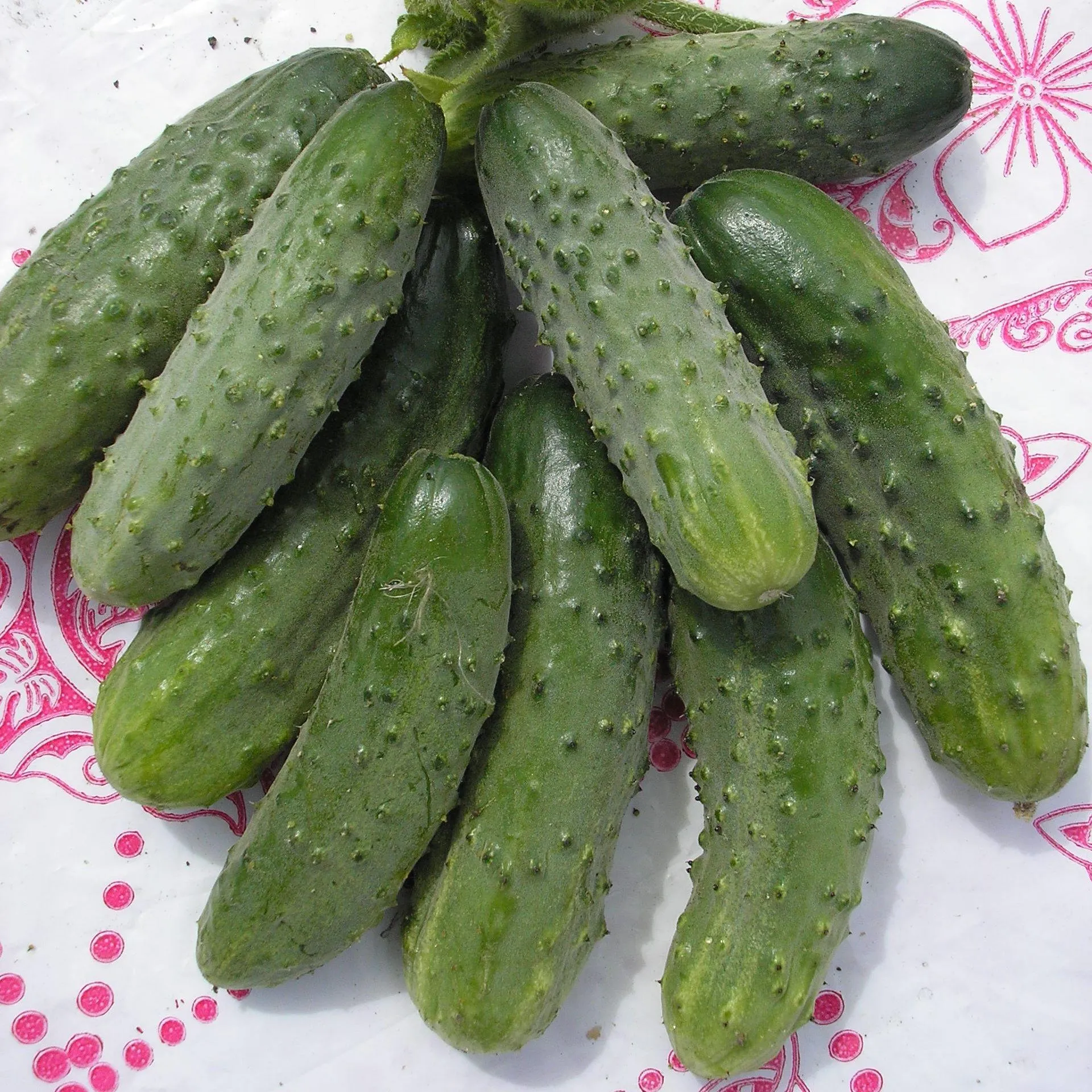 сорта огурцов для юга россии