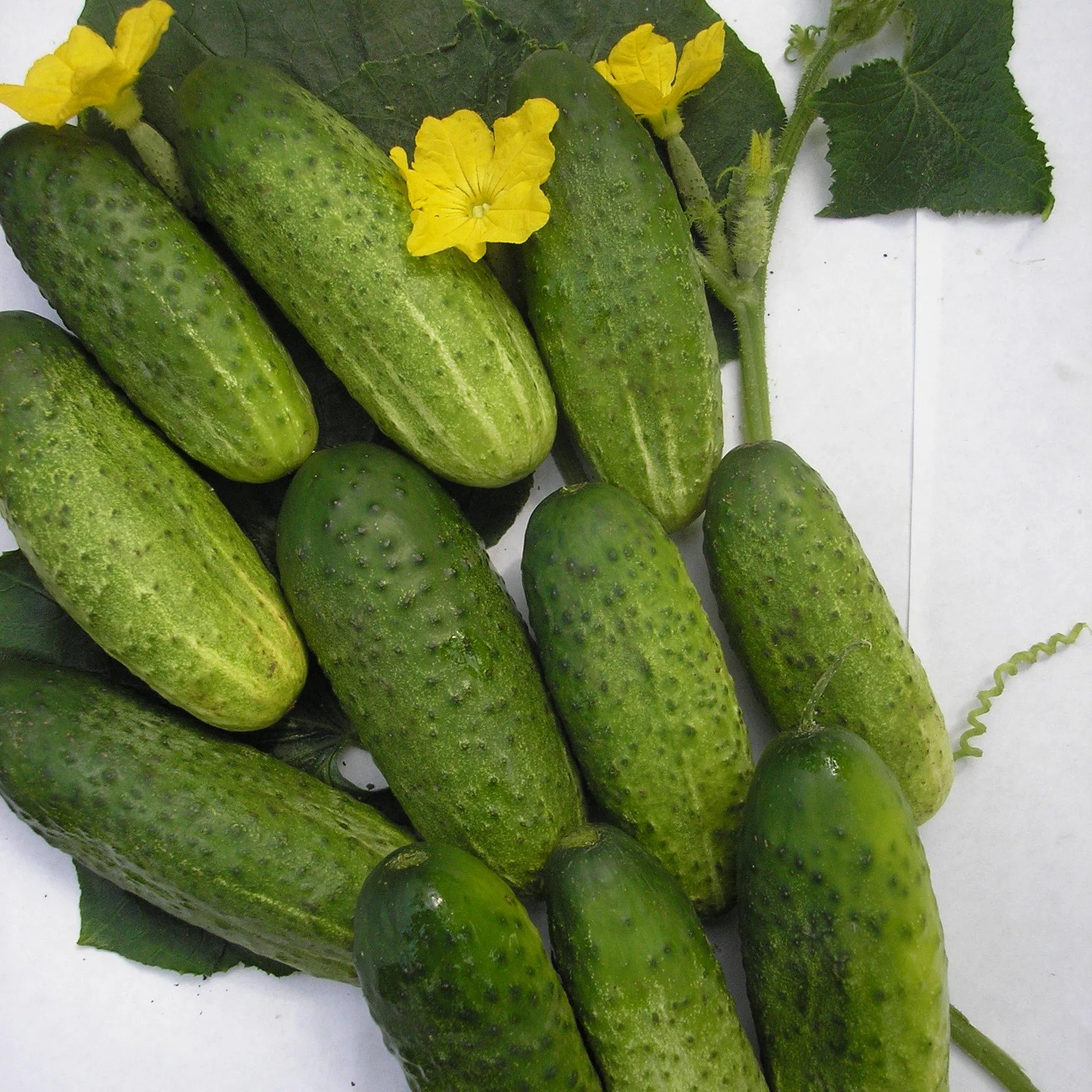 поздние сорта огурцов