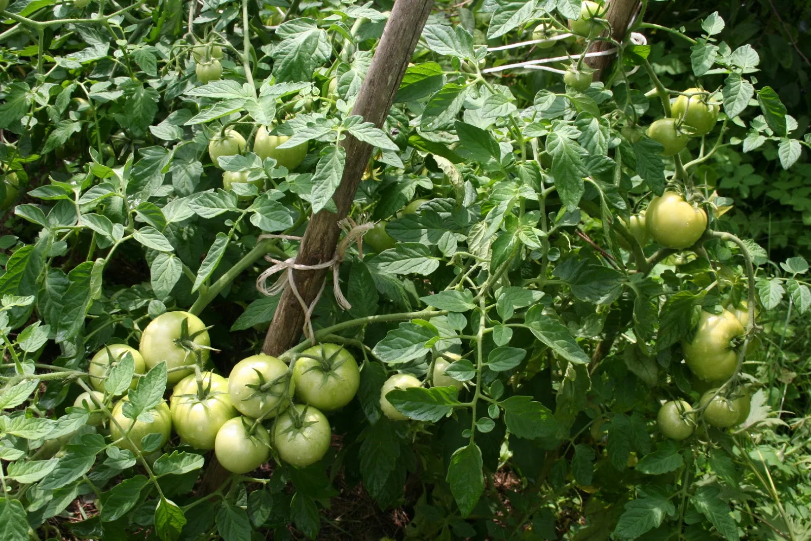 выращивание томатов белый налив