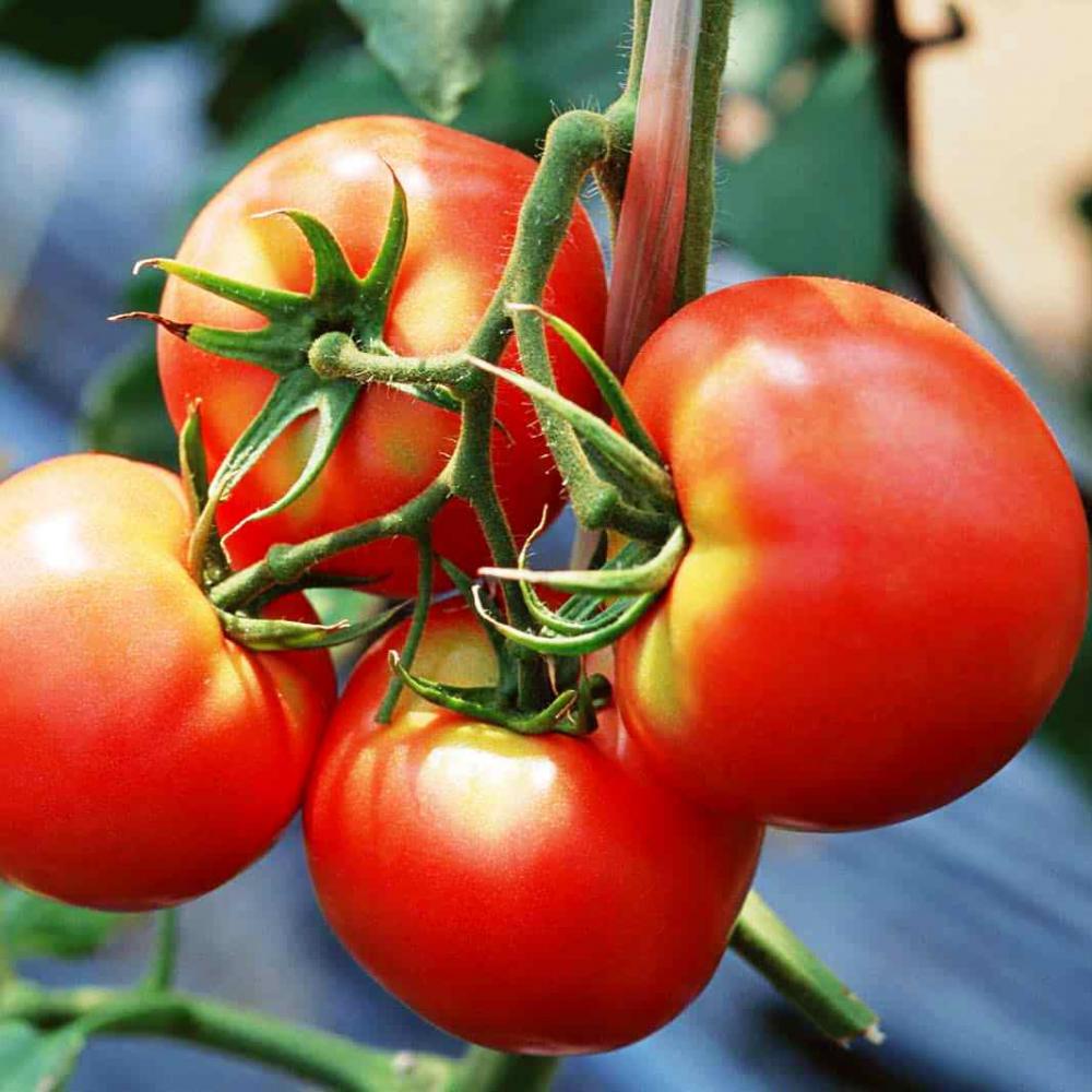 преимущества томата белый налив