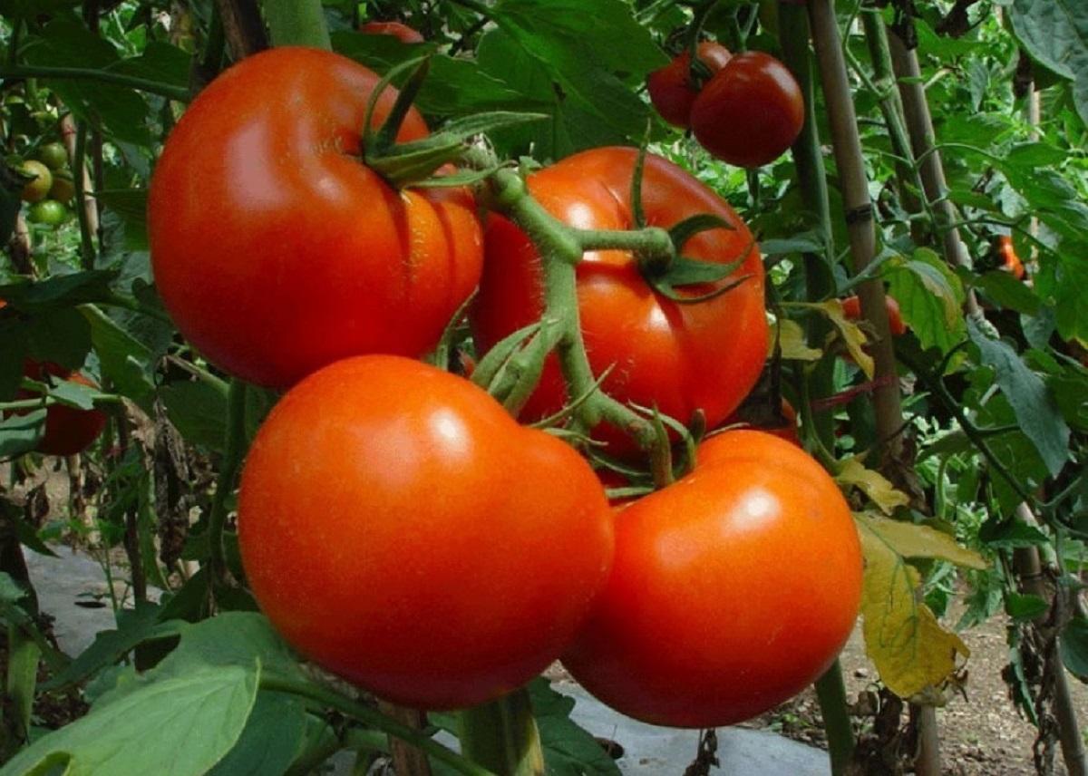 особенности сорта белый налив томат