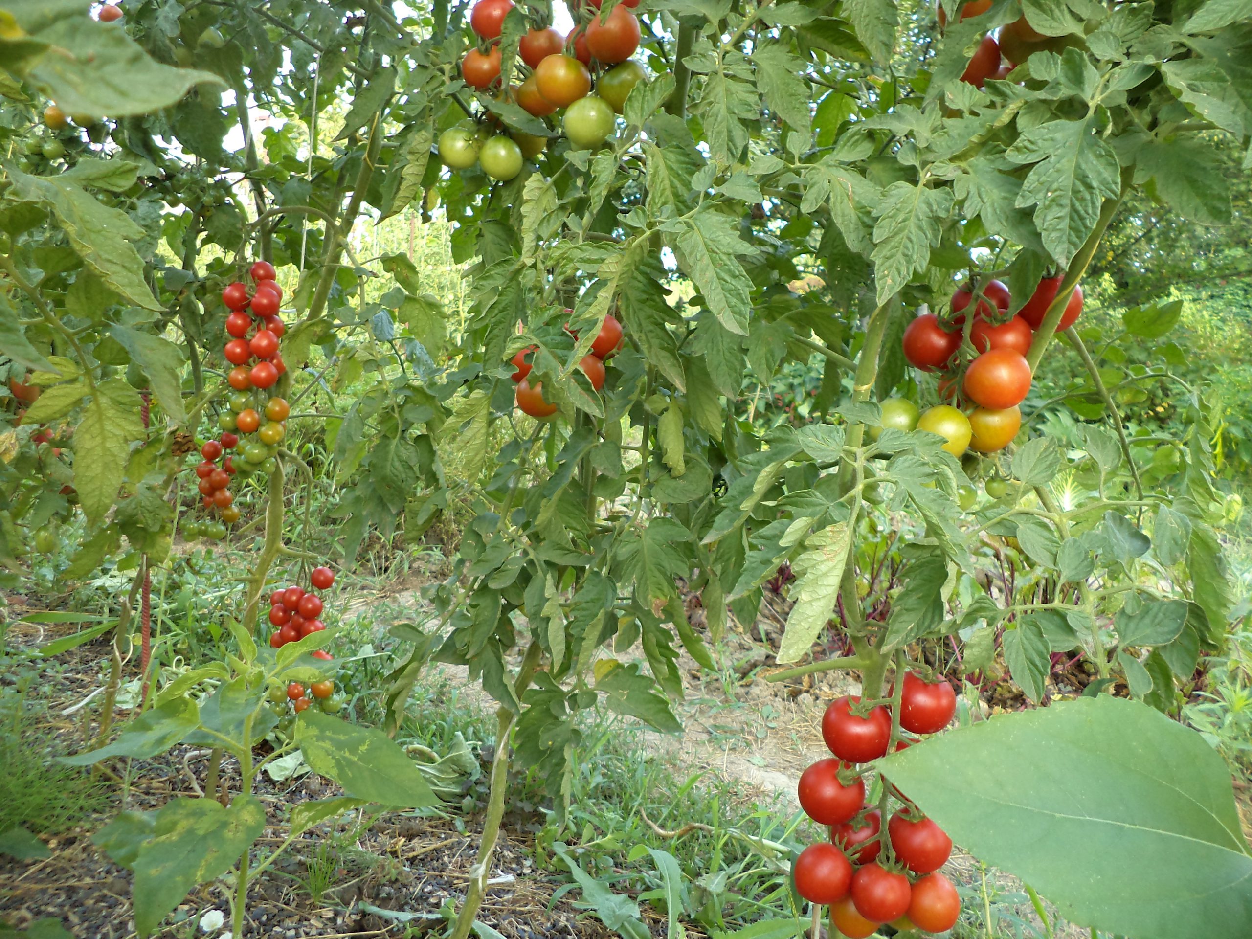 Лучшие сорта помидоров черри для открытого грунта, урожайные и сладкие