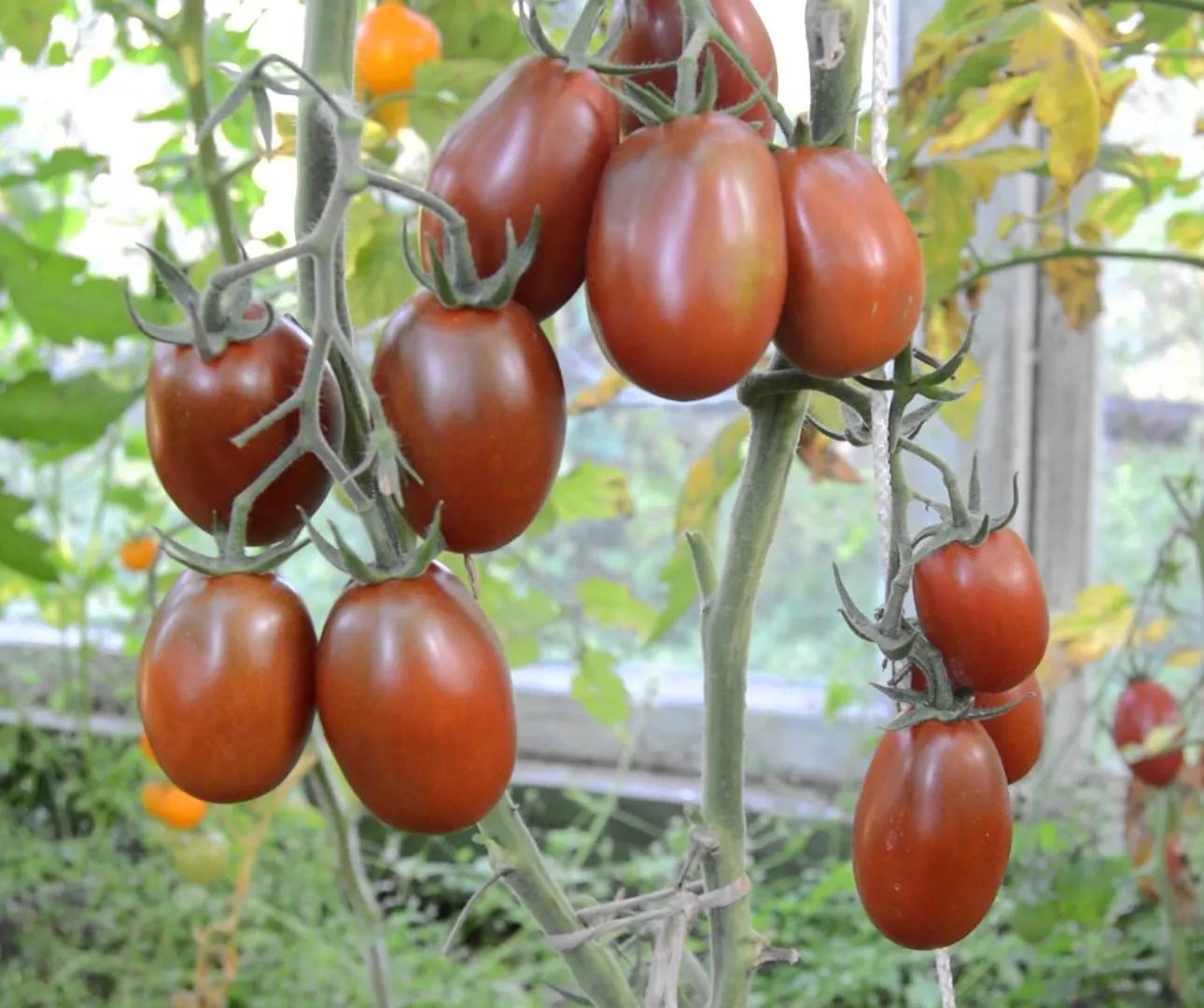 томат де барао черный