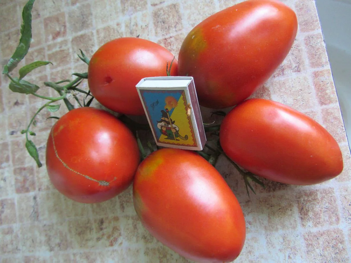 томат де барао гигант