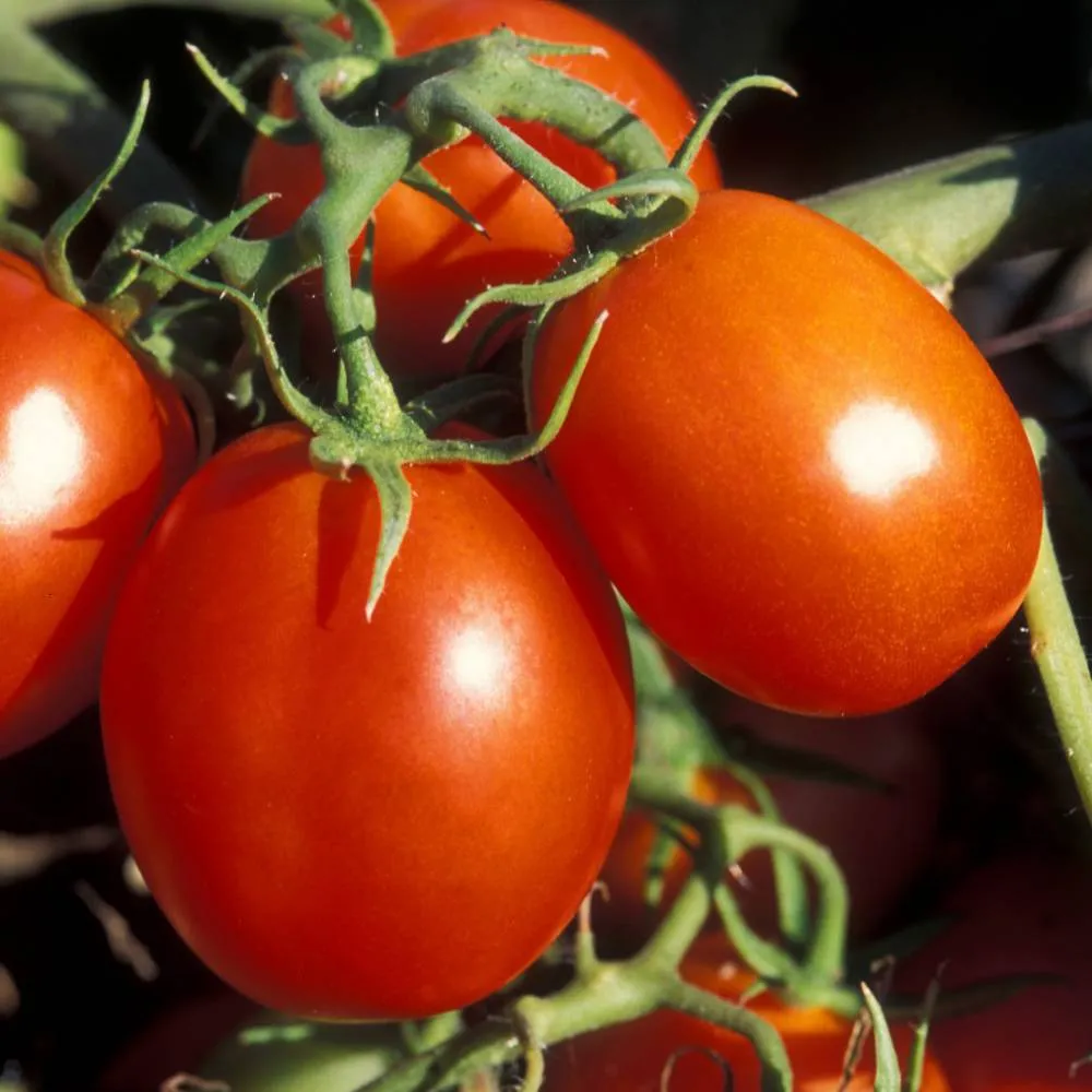 томат де барао происхождение